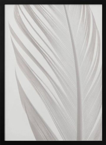 Delicate White Feather | Poster - Black Metal Frame Interior