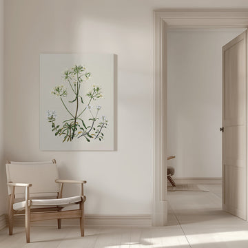 New Zealand Gentiana Drawn By Sarah Featon (1848–1927) | Canvas - Room Interior 1