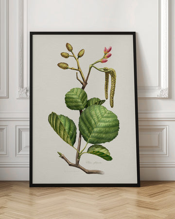 Alder Botanical Study | Poster - Room Interior 1