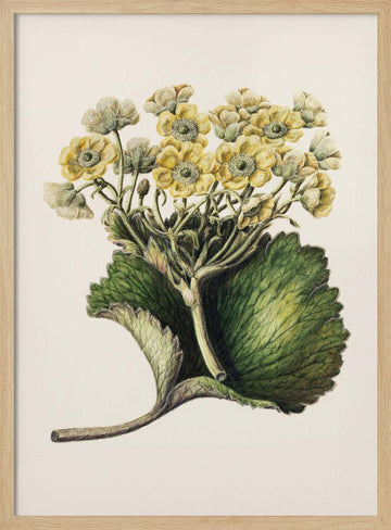 Korikor Drawn By Sarah Featon (1848–1927 | Poster - Wood Frame Interior