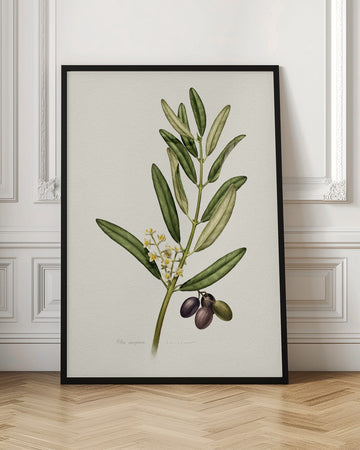 Olive Branch With Fruit | Poster - Room Interior 1
