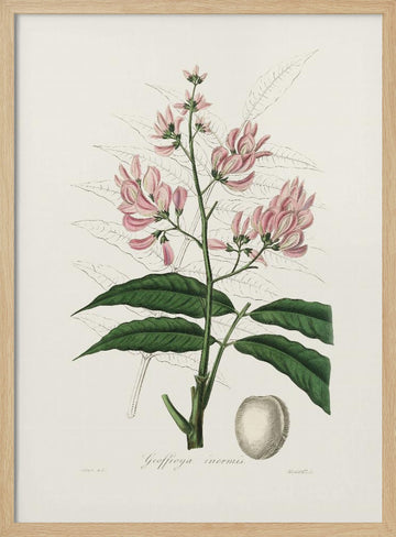 Geoffroya Inermis Medical Botany | Poster - Wood Frame Interior