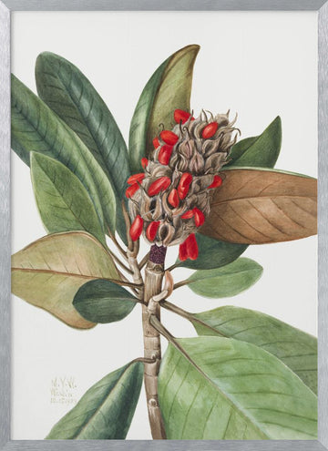 Southern Magnolia (1923) | Poster - Silver Frame Interior