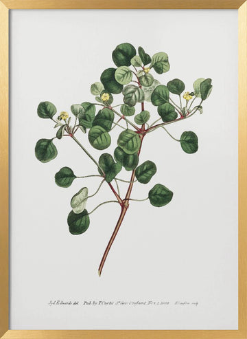 Euphorbia Petiolaris 1805   Flower Garden Displayed By Francis Sansom | Poster - Gold Frame Interior