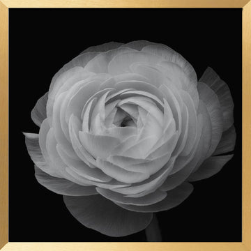 Grayscale Floral Elegance | Poster - Gold Frame Interior