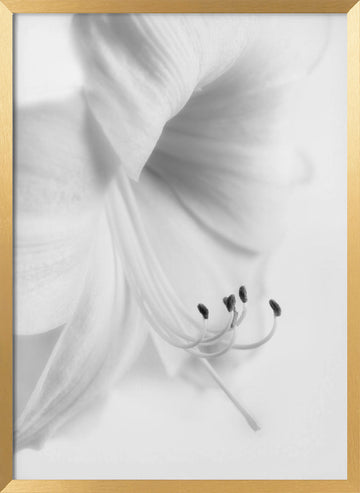 Elegant White Bloom | Poster - Gold Frame Interior
