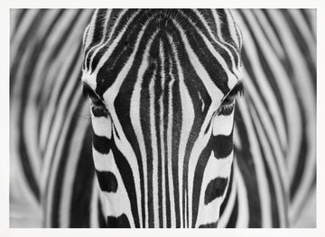 Intense Zebra Eyes | Poster - White Frame Interior