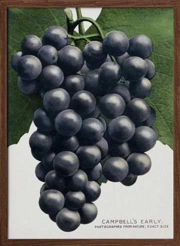 Campbell's Early Grape Lithograph | Poster - Walnut Frame Interior