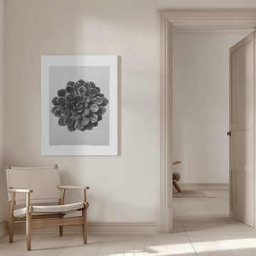 Margined Pyramidal Saxifrage | Canvas - Room Interior 1