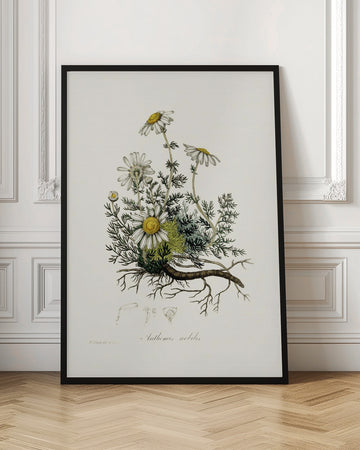 Chamomile (anthemis Nobilis) Medical Botany | Poster - Room Interior 1