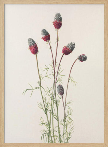 Purple Prairie Clover From North American Wildflowers (1925) By Mary Vaux Walcott | Poster - Wood Frame Interior