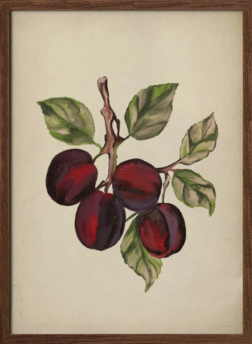 Ripe Plum Branch | Poster - Walnut Frame Interior