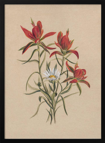 Indian Paintbrush (1883) | Poster - Black Metal Frame Interior