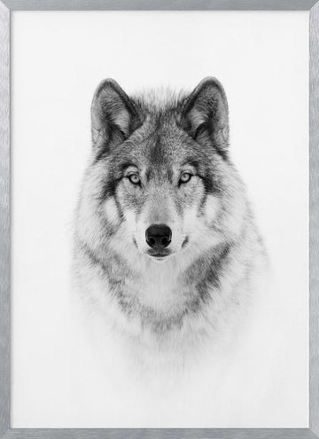 Majestic Wolf Gaze | Poster - Silver Frame Interior
