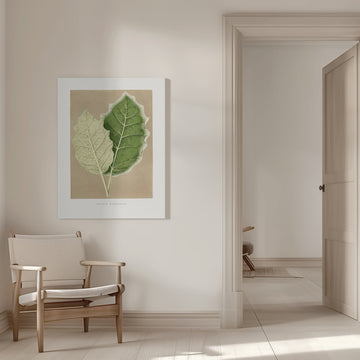 Green Solanum Marginatum Leaf Illustration | Canvas - Room Interior 1
