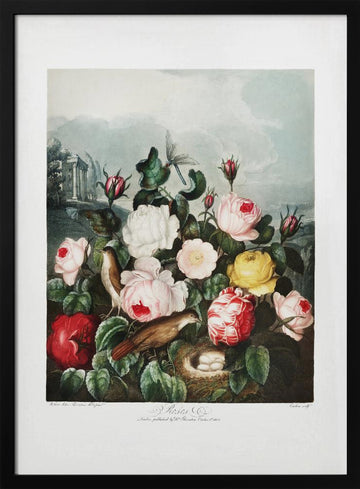 Roses from The Temple of Flora (1807) | Poster - Black Metal Frame Interior