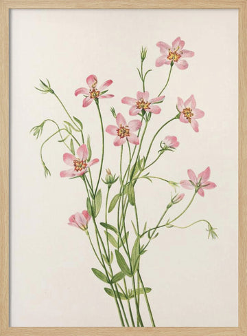 Saltmarsh Rose Gentian From North American Wildflowers (1925) By Mary Vaux Walcott. | Poster - Wood Frame Interior