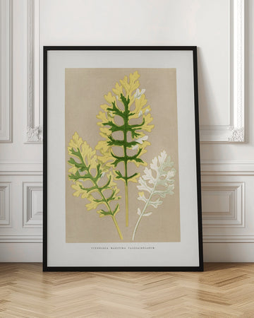 Cineraria Maritima Fairbairnianum Leaf Illustration | Poster - Room Interior 1