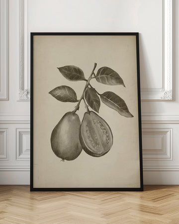 Guava Botanical Study | Poster - Room Interior 1
