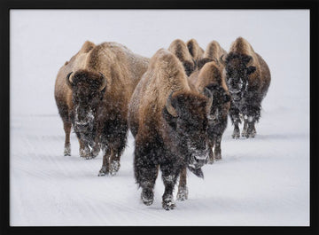 Winter Bison Herd | Poster - Black Metal Frame Interior