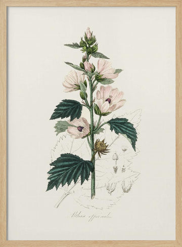 Common Marshmallow (althea Officinalis) Medical Botany | Poster - Wood Frame Interior