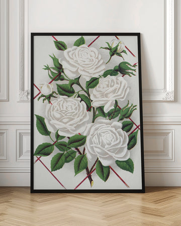 White Rose, Baltimore Belle Lithograph | Poster - Room Interior 1