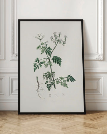 Poison Parsley (aethusa Cynapium) Medical Botany | Poster - Room Interior 1