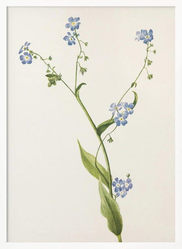 Bur Forget Me Not From North American Wildflowers (1925) By Mary Vaux Walcott | Poster - White Frame Interior