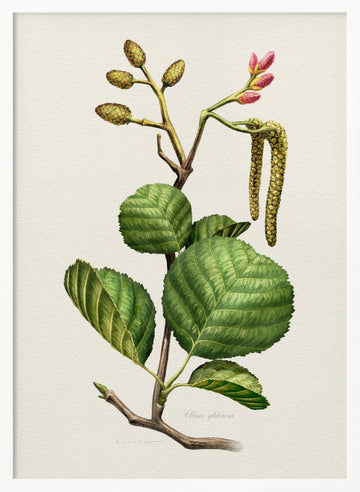 Alder Botanical Study | Poster - White Frame Interior