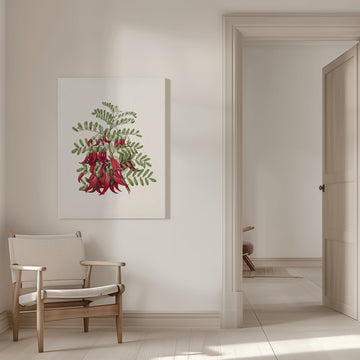 Kowhai   Clianthus Puniceus Drawn By Sarah Featon (1848–1927) | Canvas - Room Interior 1