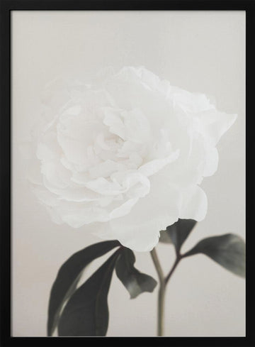 Elegant White Peony | Poster - Black Metal Frame Interior
