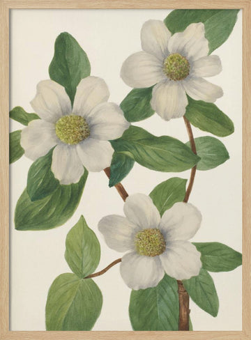 Pacific Dogwood | Poster - Wood Frame Interior