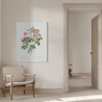 Semi Double Variety of Tomentose Rose, Les Roses (1817–1824) | Canvas - Room Interior 1