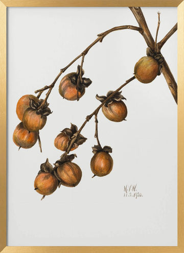 Persimmon (1920) | Poster - Gold Frame Interior