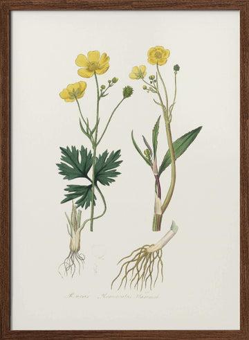 Lesser Spearwort (ranunculus Flammula) Medical Botany | Poster - Walnut Frame Interior