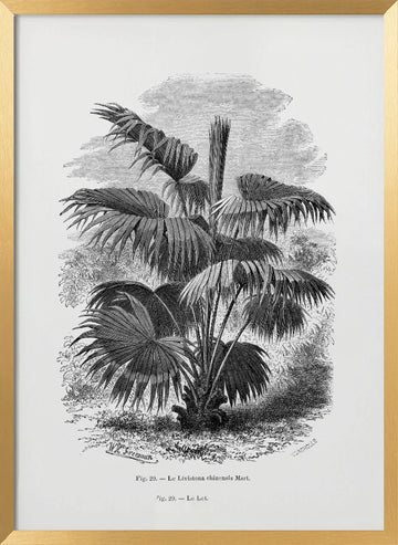 Vintage Palm Tree Drawing Xii | Poster - Gold Frame Interior