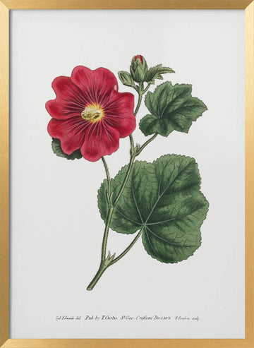 Alcea Rosea 1815   Flower Garden Displayed By Francis Sansom | Poster - Gold Frame Interior