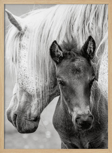 Mare and Foal | Poster - Wood Frame Interior