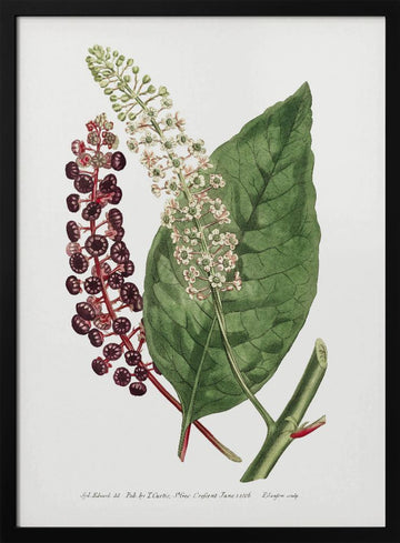Phytolacca Decandra 1806 Flower Garden Displayed By Francis Sansom | Poster - Black Metal Frame Interior