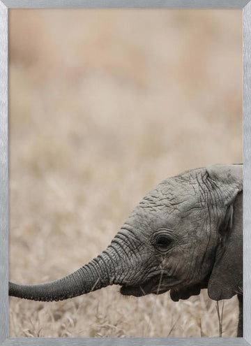 Gentle Giant's Gaze | Poster - Silver Frame Interior