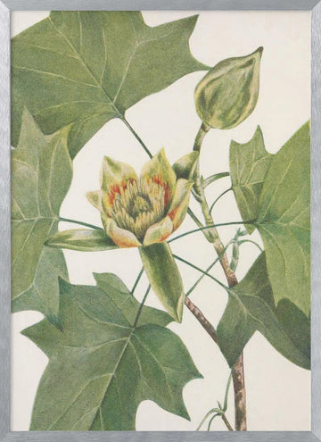 Tulip Tree From North American Wildflowers (1925) By Mary Vaux Walcott. | Poster - Silver Frame Interior