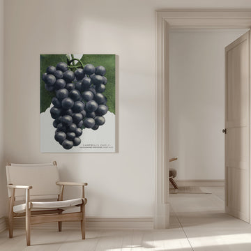 Campbell's Early Grape Lithograph | Canvas - Room Interior 1