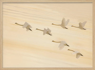 Golden Swans Soaring | Poster - Wood Frame Interior