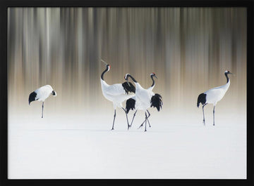 Graceful Cranes in Snow | Poster - Black Metal Frame Interior