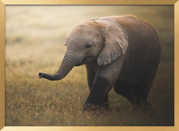 Walking Elephant Calf | Poster - Gold Frame Interior