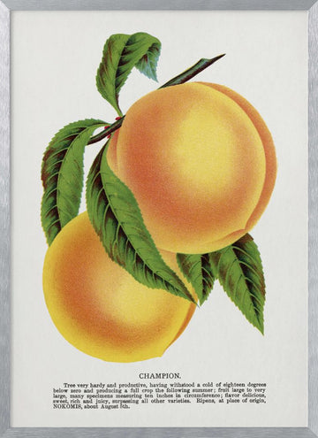 Champion Plum Lithograph | Poster - Silver Frame Interior