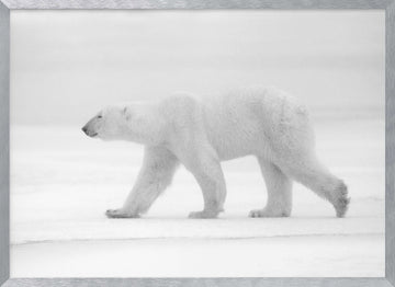Walking Polar Bear | Poster - Silver Frame Interior