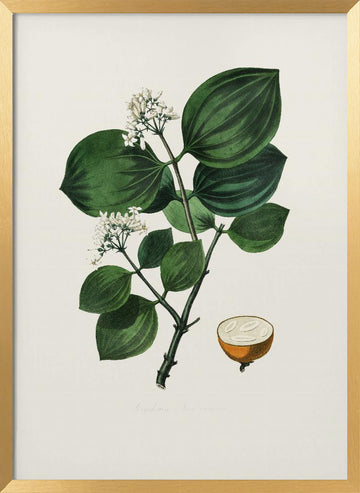 Poison Nu (strychnos Nux Vomica) Medical Botany | Poster - Gold Frame Interior