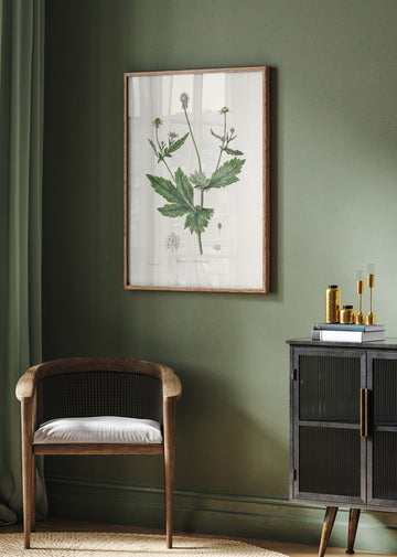 Wood Avens (geum Urbanum)  Medical Botany | Poster - Room Interior 2