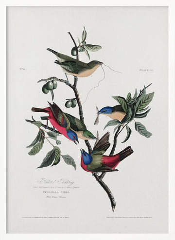 Painted Finch From Birds of America (1827) | Poster - White Frame Interior